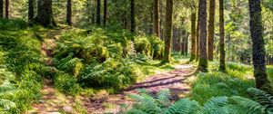 Preview wallpaper trail, forest, trees, fern, sunlight