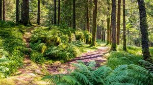 Preview wallpaper trail, forest, trees, fern, sunlight