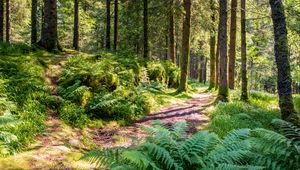 Preview wallpaper trail, forest, trees, fern, sunlight