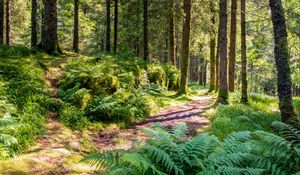 Preview wallpaper trail, forest, trees, fern, sunlight