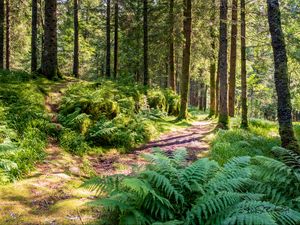 Preview wallpaper trail, forest, trees, fern, sunlight