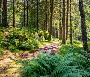 Preview wallpaper trail, forest, trees, fern, sunlight