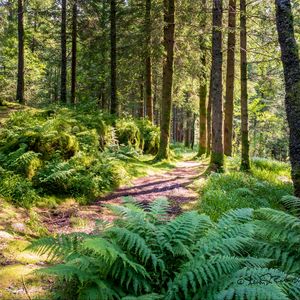 Preview wallpaper trail, forest, trees, fern, sunlight