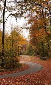 Preview wallpaper trail, forest, trees, leaves, autumn, turn