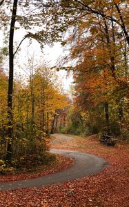 Preview wallpaper trail, forest, trees, leaves, autumn, turn