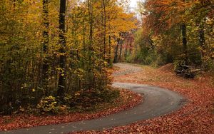 Preview wallpaper trail, forest, trees, leaves, autumn, turn