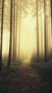 Preview wallpaper trail, forest, trees, fog, nature