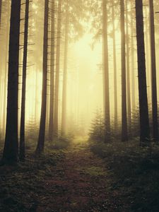 Preview wallpaper trail, forest, trees, fog, nature