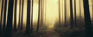 Preview wallpaper trail, forest, trees, fog, nature