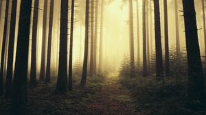 Preview wallpaper trail, forest, trees, fog, nature