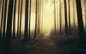 Preview wallpaper trail, forest, trees, fog, nature