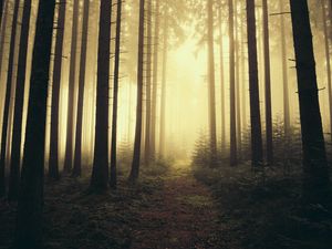 Preview wallpaper trail, forest, trees, fog, nature