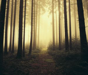 Preview wallpaper trail, forest, trees, fog, nature