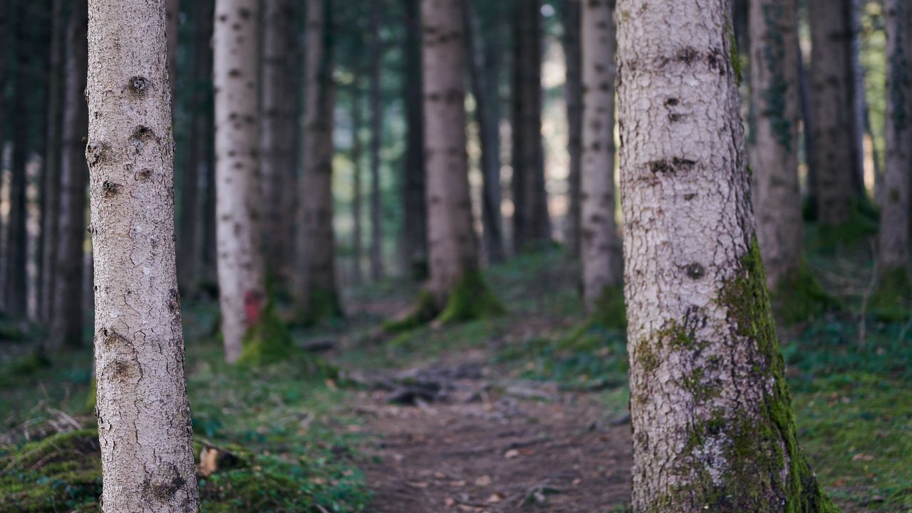 Wallpaper trail, forest, trees, trunks, nature