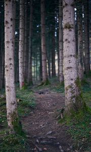 Preview wallpaper trail, forest, trees, trunks, nature