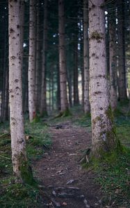 Preview wallpaper trail, forest, trees, trunks, nature