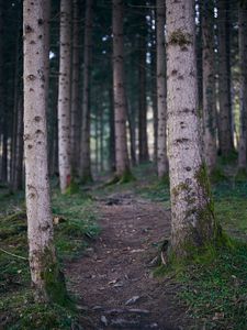 Preview wallpaper trail, forest, trees, trunks, nature