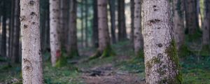 Preview wallpaper trail, forest, trees, trunks, nature