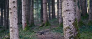 Preview wallpaper trail, forest, trees, trunks, nature
