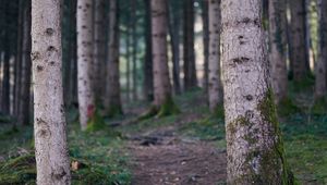 Preview wallpaper trail, forest, trees, trunks, nature