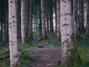 Preview wallpaper trail, forest, trees, trunks, nature