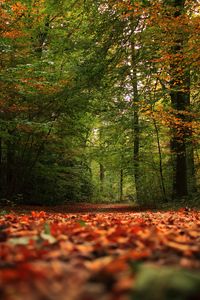 Preview wallpaper trail, forest, trees, leaves, autumn, nature