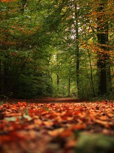 Preview wallpaper trail, forest, trees, leaves, autumn, nature