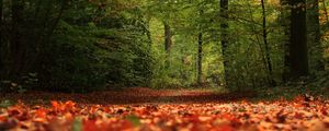 Preview wallpaper trail, forest, trees, leaves, autumn, nature