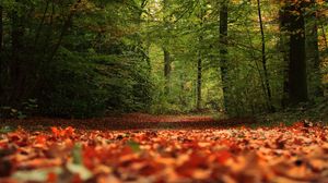 Preview wallpaper trail, forest, trees, leaves, autumn, nature