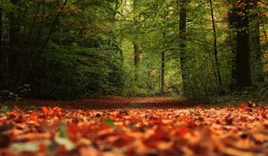 Preview wallpaper trail, forest, trees, leaves, autumn, nature