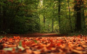 Preview wallpaper trail, forest, trees, leaves, autumn, nature