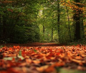 Preview wallpaper trail, forest, trees, leaves, autumn, nature