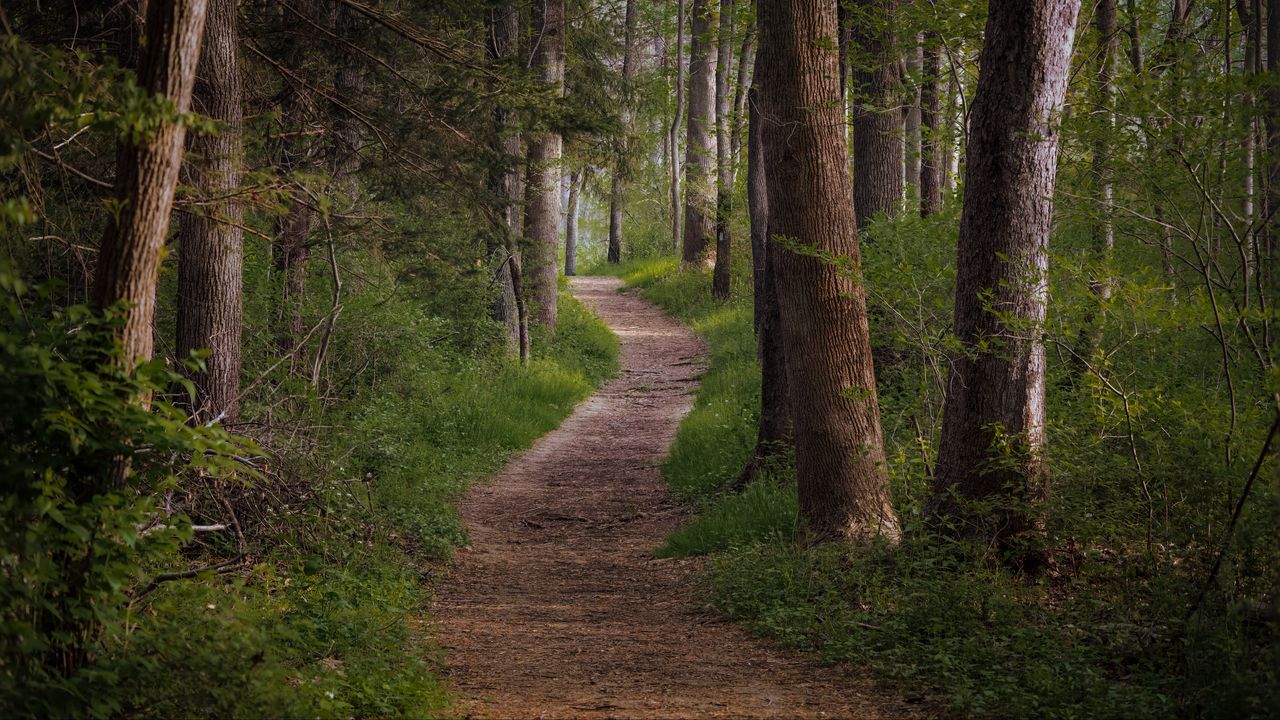 Wallpaper trail, forest, trees, grass, nature