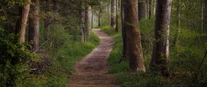 Preview wallpaper trail, forest, trees, grass, nature