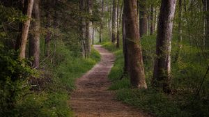 Preview wallpaper trail, forest, trees, grass, nature