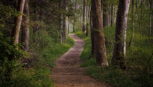 Preview wallpaper trail, forest, trees, grass, nature