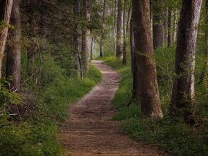 Preview wallpaper trail, forest, trees, grass, nature
