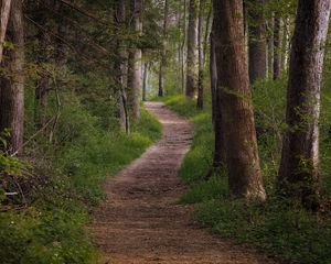 Preview wallpaper trail, forest, trees, grass, nature