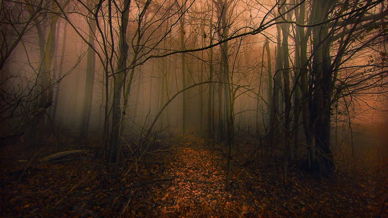 Wallpaper trail, forest, trees, fog, autumn, leaves