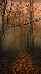 Preview wallpaper trail, forest, trees, fog, autumn, leaves