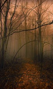 Preview wallpaper trail, forest, trees, fog, autumn, leaves