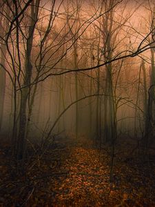 Preview wallpaper trail, forest, trees, fog, autumn, leaves
