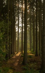 Preview wallpaper trail, forest, trees, nature, landscape