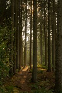 Preview wallpaper trail, forest, trees, nature, landscape