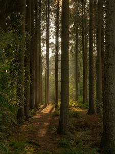 Preview wallpaper trail, forest, trees, nature, landscape