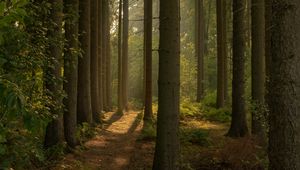 Preview wallpaper trail, forest, trees, nature, landscape