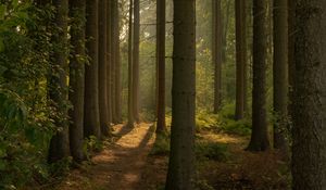 Preview wallpaper trail, forest, trees, nature, landscape