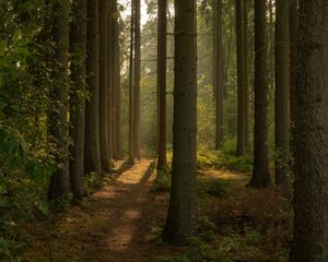 Preview wallpaper trail, forest, trees, nature, landscape