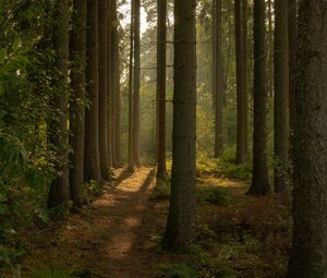 Preview wallpaper trail, forest, trees, nature, landscape