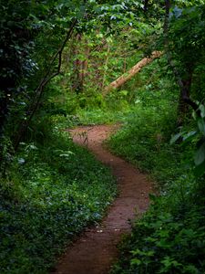 Preview wallpaper trail, forest, trees, grass, landscape
